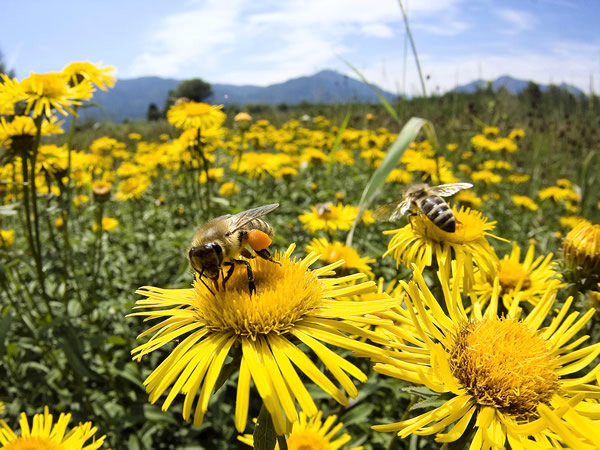 Sant des abeilles: La production de miel en hausse