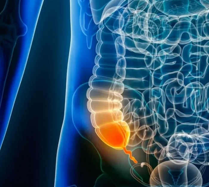 Boutbaoucht: Lappendice nest pas inutile : cest un organe cl de notre immunit et de notre microbiote
